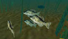 In-Fisherman Bass Hunter 64 Screenshot 1